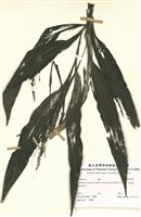 藏品(金草蘭)的圖片
